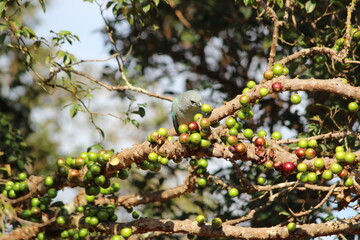 Sabiá do Campo