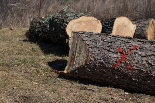 Recently Marked And Cut Tree Stumps Awaiting Removal From A Residential Yard.