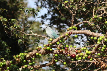 SANHAÇO JABOTICABAS