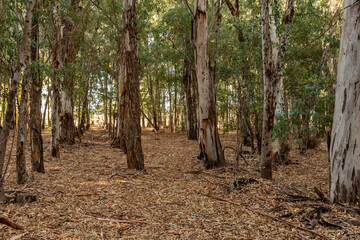 Inside a forest of green eucalyptus