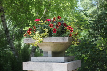 Fototapeta na wymiar red flowers in a pot in a garden 