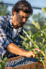 Man picking blueberry from plants in farm