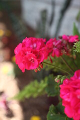 pink flowers in a garden 