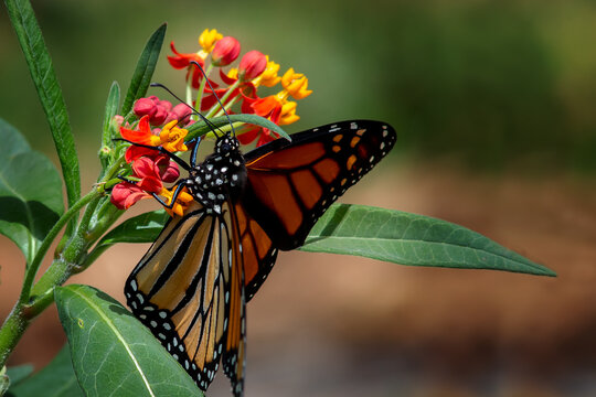 Monarch Butterfly on Milkweed Bloom