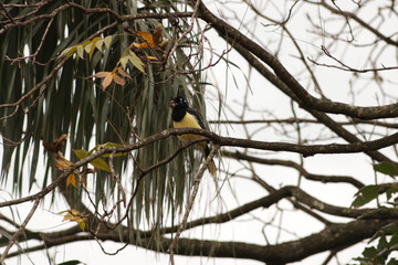Gralha Picaça em ação. Comendo castanhas no alto das arvores. Lindas e com cores exuberantes