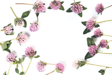 bright floral background of knapweed flowers