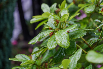View of raindrop on green leaves of plant during rainfall under shady environment.