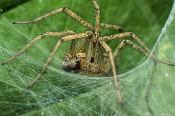 Labyrinth spider (Agelena labyrinthica), from the family of funnel spiders, sitting in a tunnel from its web, macro photography of a spider in a natural habitat, Kiev, Ukraine