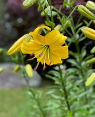Closeup of a beautiful yellow Asiatic lily flower growing in a garden after a rain shower