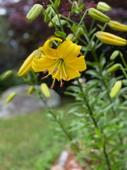 Closeup of a beautiful yellow Asiatic lily flower growing in a garden after a rain shower