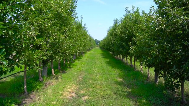 Apple orchard with green fruits in summer