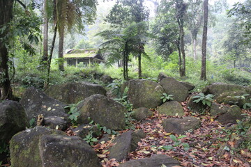 tropical forest with palm trees