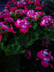 bunch of pink flowers and their green leaves in the graden during at afternoon