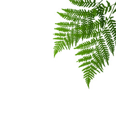Fern leaf silhouette background on white background. Vector Illustration