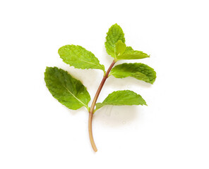 Fresh branch mint leaves isolated on white background.