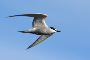 An Aleutian Tern flies over the Alaskan ocean during the summer months.