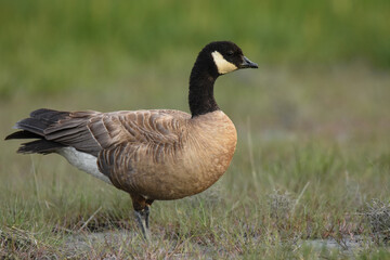 A Cackling Goose rests in a marsh on the Alaskan coastline during spring migration.