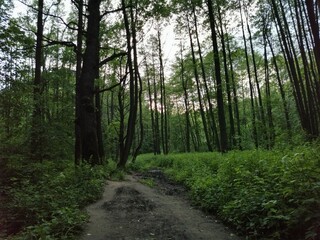 Fototapeta premium path in the forest