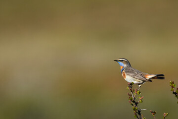 A male Bluethroat sings from a shrub on Alaska's North Slope.