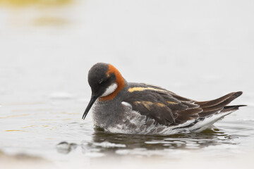 A Red-necked Phalarope swims in a pond on the tundra on Alaska's North Slope.