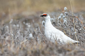 An all white Rock Ptarmigan walks across the Alaskan tundra during the early summer.