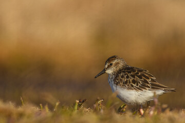 A Semipalmated Sandpiper walks along the Alaskan tundra during the breeding season after migrating from South America.