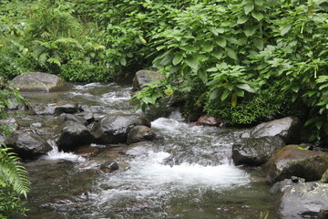 Naklejka na ściany i meble River stream in the forest 