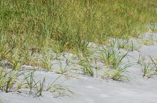 dune plants and sea oats in the sand on a Florida beach