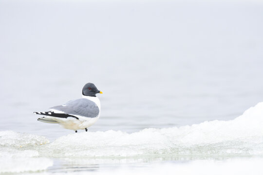 A Sabine's Gull rests on an ice floe on Alaska's North Slope.