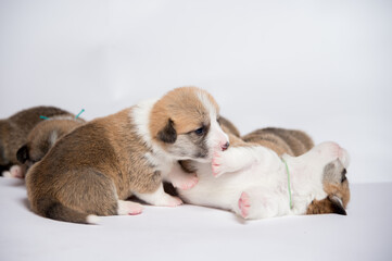 生まれたばかりのコーギーの赤ちゃん