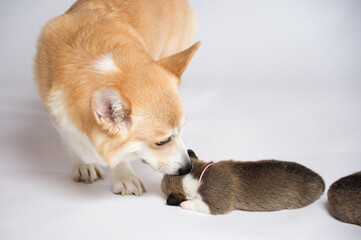 生まれたばかりのコーギーの赤ちゃん