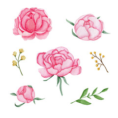Watercolor set of pink peonies and twigs on a white background