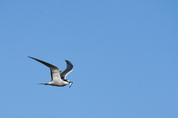 Fototapeta na wymiar An Aleutian Tern flies over the Alaskan ocean during the summer months.