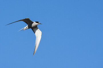 An Aleutian Tern flies over the Alaskan ocean during the summer months.