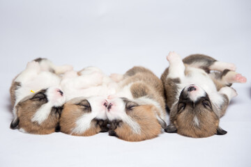 生まれたばかりのコーギーの赤ちゃん