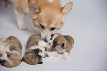 生まれたばかりのコーギーの赤ちゃん