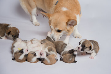 生まれたばかりのコーギーの赤ちゃん
