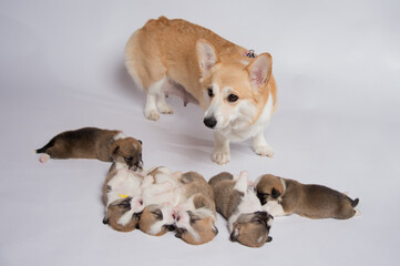 生まれたばかりのコーギーの赤ちゃん