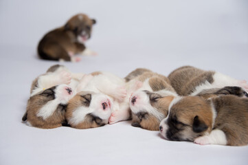 生まれたばかりのコーギーの赤ちゃん