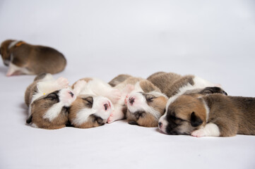 生まれたばかりのコーギーの赤ちゃん