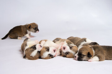 生まれたばかりのコーギーの赤ちゃん