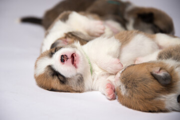 生まれたばかりのコーギーの赤ちゃん