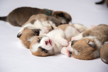 生まれたばかりのコーギーの赤ちゃん