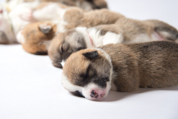 生まれたばかりのコーギーの赤ちゃん