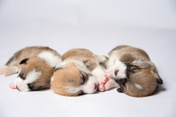 生まれたばかりのコーギーの赤ちゃん