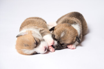 生後2週間のコーギーの赤ちゃん