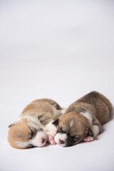 生後2週間のコーギーの赤ちゃん