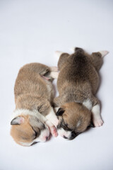 生後2週間のコーギーの赤ちゃん