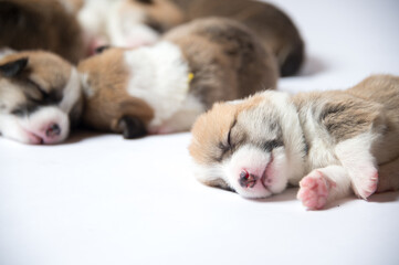 生後2週間のコーギーの赤ちゃん