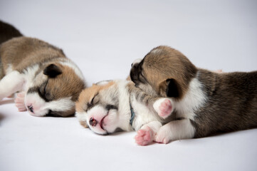 Obraz premium 生後2週間のコーギーの赤ちゃん